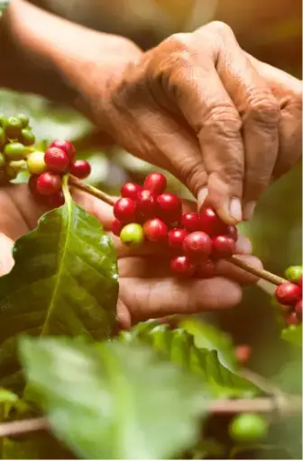 Tour del café